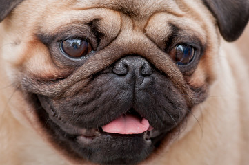 Bull dog
