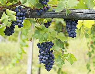 grappoli di uva matura Barbera, Piemonte, Italia