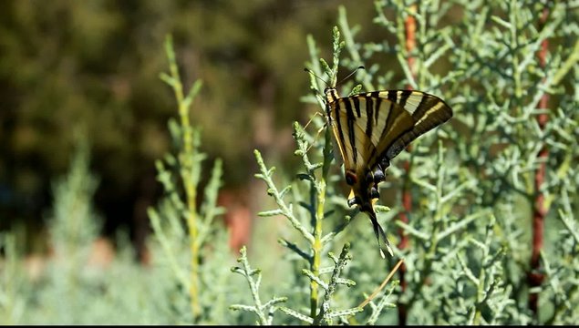 Giant Swallowtail Butterfly over green blured background