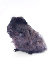 funny black cavy on white