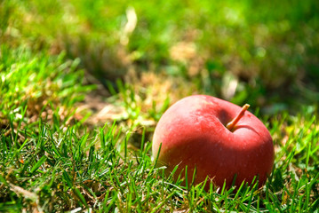 Healthy red apple in the green grass