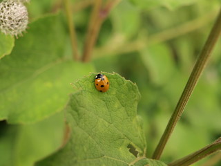 Lady bug on leaf