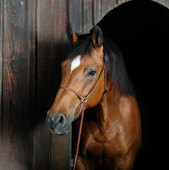 Trakehner stallion in the barn