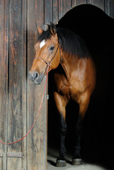 Trakehner stallion in the barn