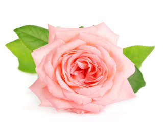 Pink rose isolated on white.