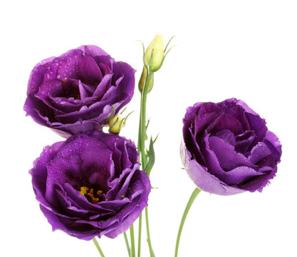 purple eustoma on white background