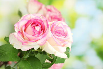 beautiful bouquet of pink roses, on green background
