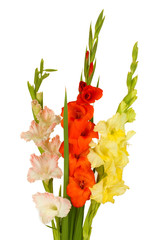 Bouquet of beautiful colorful gladioli