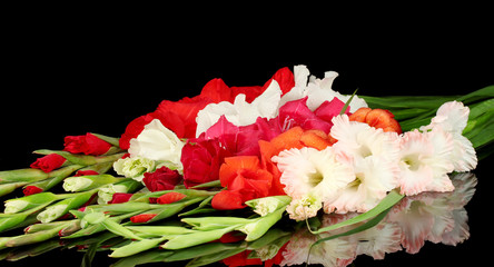 Beautiful colorful gladiolus on black background close-up