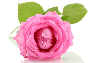 Pink rose isolated on white