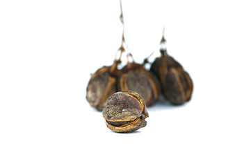 jatropha seed  on a white background