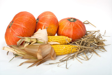 Erntedank Kürbiss im Herbst auf weiss mit Mais und Stroh