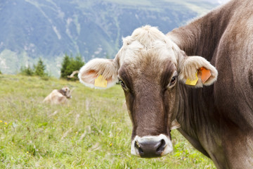 Mountain Cows on the Alps Mountain