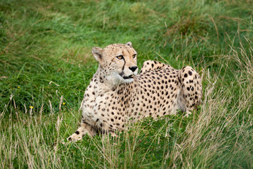 Cheetah Lying Down in Long Grass