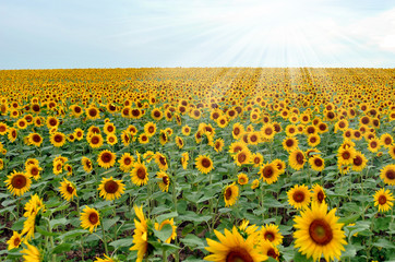 Obraz premium Sunflower Field