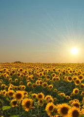 Acrylic prints Sunflower Sunflower field