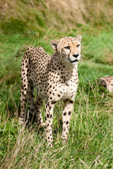 Naklejka na ściany i meble Portret Cheetah Stojąc w długiej trawie
