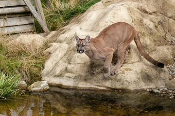 Fotobehang Puma hurkt op het punt om van de rots te springen © Sarah Cheriton-Jones