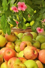 Apples