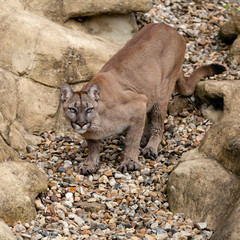 Puma on Rock Crouching Ready to Pounce