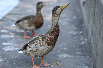 Duck
