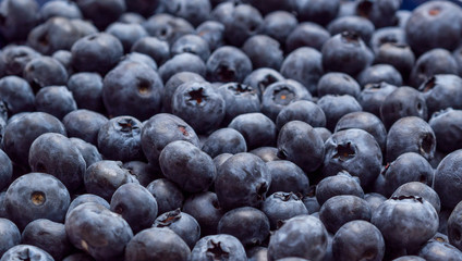 Blueberries background banner