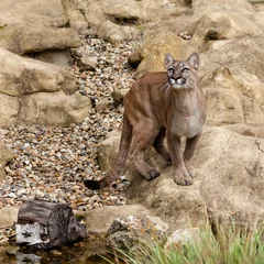 Fotobehang Puma staat op een rots en kijkt naar boven © Sarah Cheriton-Jones