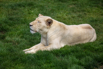 Fototapeta na wymiar Lioness sentspannt