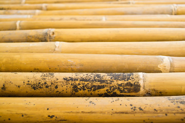 ิbamboo background