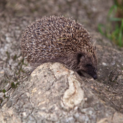 Hedgehog (Erinaceus europaeus), © Edward Westmacott