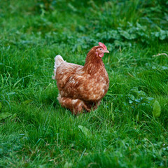 Buff orpington cross breed chicken England.