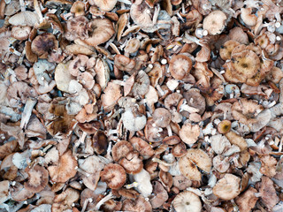 abstract background from autumn mushrooms