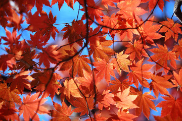 Autumn maple leaves