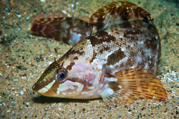 Alaska green-fish under water of sea of japan