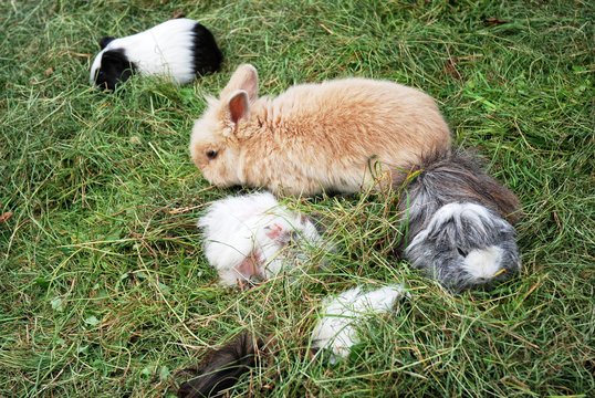 Hase und Meerschweine