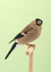 CIUFFOLOTTO