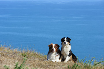 Naklejka na ściany i meble Two ausralian shepherd dogs in front of the seascape