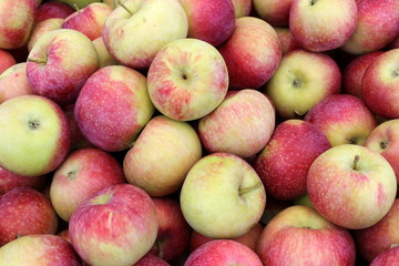 Harvest of crisp colorful early macs