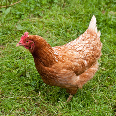 Buff orpington cross breed chicken