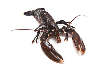 Common European Lobster