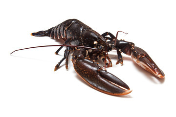 Cooked European Lobster.