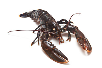 Fresh Lobster on a white background.