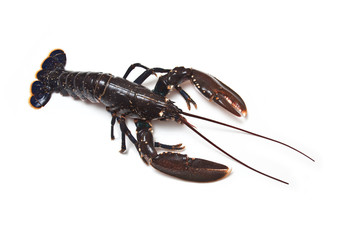 Cooked European Lobster.