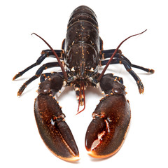 Fresh lobster (European Common)