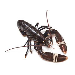 Fresh lobster (European Common)