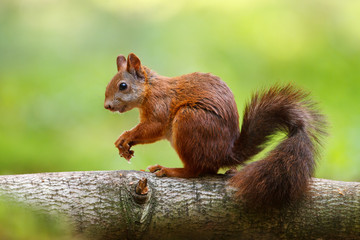 Naklejka na ściany i meble Czerwona wiewiórka siedzi na drzewie