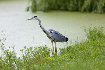 Fototapeta premium Blue heron on the waterside