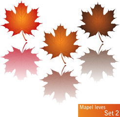 Dried Maple leaves with reflection on white