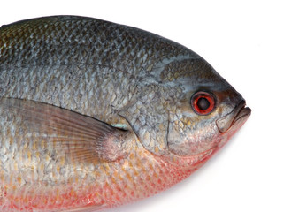 Yellowtail fusilier fish isolated on white background