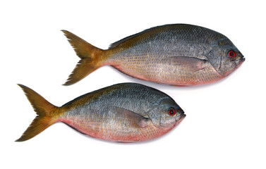 Yellowtail fusilier fish isolated on white background